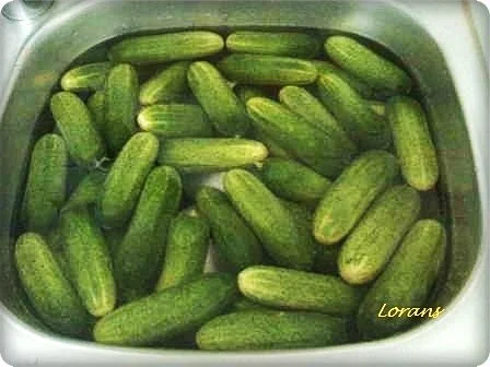 Rezept: Eingemachtes: Salz - Dill - Gurken Bild Nr. 3 Eingemachtes: Salz - Dill - Gurken - Rezept - Bild Nr. 3