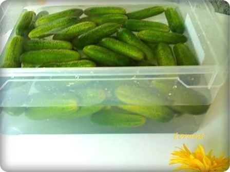 Rezept: Eingemachtes: Salz - Dill - Gurken Bild Nr. 4 Eingemachtes: Salz - Dill - Gurken - Rezept - Bild Nr. 4