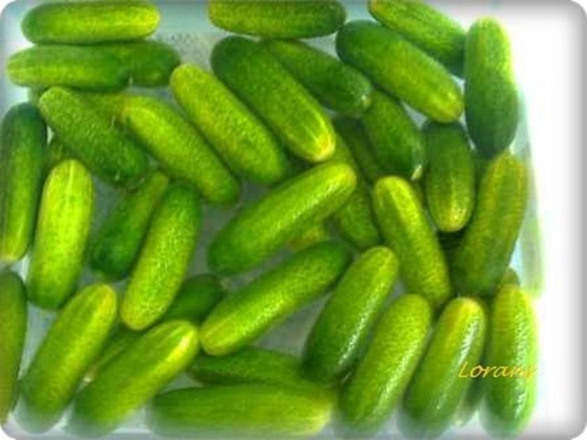 Eingemachtes: Salz - Dill - Gurken - Rezept - kochbar.de