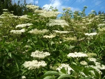 Holunderblütensirup - Rezept