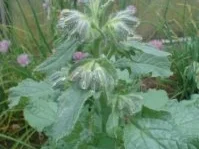 Gurkensalat - Rezept - Bild Nr. 4