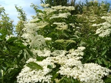 Rezept: Fliederblütensekt Fliederblütensekt - Rezept