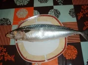 Rezept: Makrele (mal anders) am Spiess nach Mรผllerinart und Salat Makrele (mal anders) am Spiess nach Mรผllerinart und Salat - Rezept