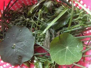 Rezept: Kräuternudeln Bild Nr. 2 Kräuternudeln - Rezept - Bild Nr. 2