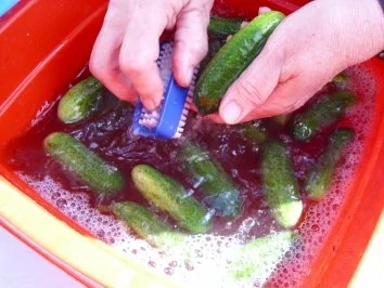 Schnellgurken im Steintopf - Rezept - Bild Nr. 3