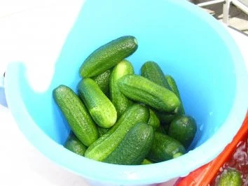 Schnellgurken im Steintopf - Rezept - Bild Nr. 4