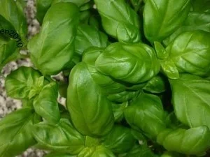 Pasta Artigianale mit Walnussauce und Lachs an gebratenem Vanille-Auberginen - Rezept - Bild Nr. 5