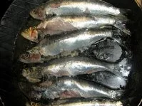 Rezept: Sardinen aus der Pfanne serviert Bild Nr. 2 Sardinen aus der Pfanne serviert - Rezept - Bild Nr. 2