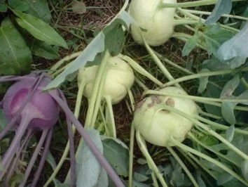 Gefülltes Gemüse-Allerlei - Rezept - Bild Nr. 5