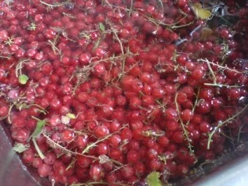 Johannisbeerkuchen - Rezept - Bild Nr. 5