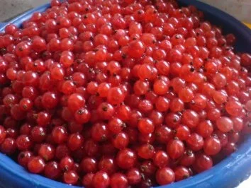 Johannisbeerkuchen - Rezept - Bild Nr. 7