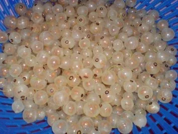 Johannisbeerkuchen - Rezept - Bild Nr. 22