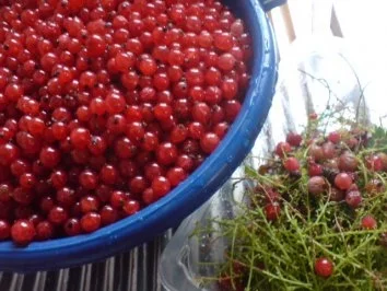 Rezept: Johannisbeer-Törtchen Bild Nr. 2 Johannisbeer-Törtchen - Rezept - Bild Nr. 2