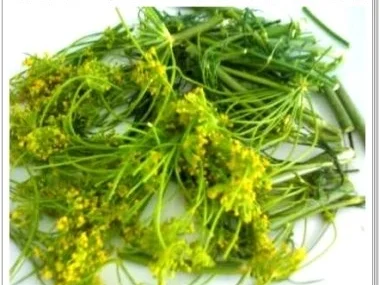 Eingemachtes:  Salzgurken, im Einmachglas - Rezept - Bild Nr. 7