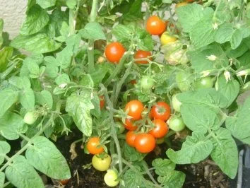 Nudelsalat - Rezept - Bild Nr. 4