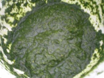 Rezept: Rauken-Koriander-Paste Bild Nr. 5 Rauken-Koriander-Paste - Rezept - Bild Nr. 5