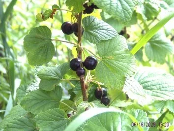 Schwarzer Johannisbeerlikör..."Schwarze Johanna" - Rezept - Bild Nr. 2