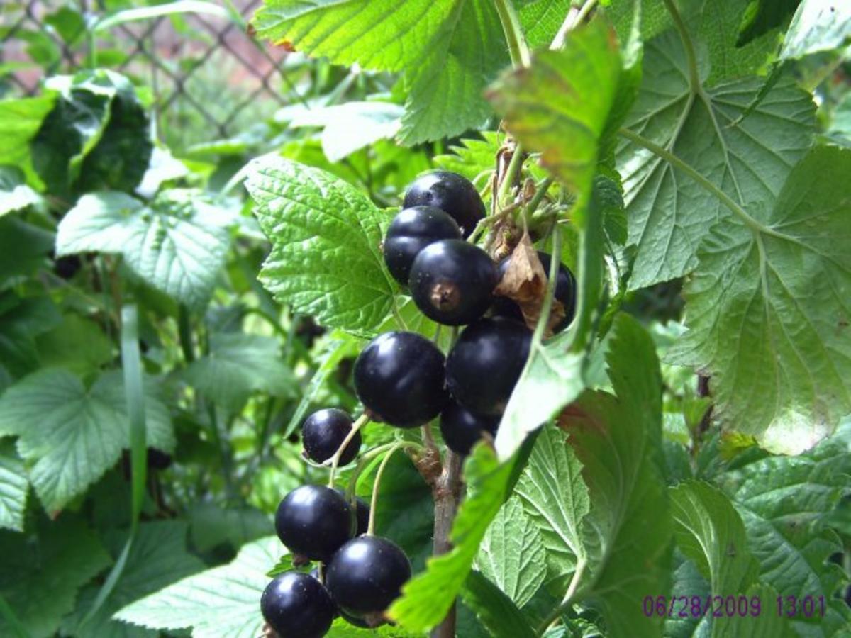 Schwarzer Johannisbeerlikör...&amp;quot;Schwarze Johanna&amp;quot; - Rezept - kochbar.de