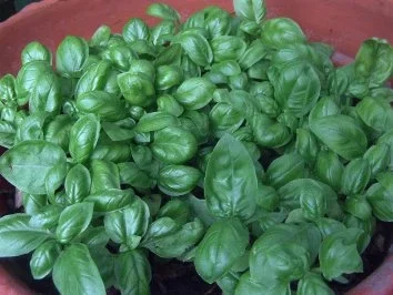 Königskrautlikör - Rezept