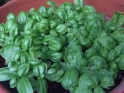 Königskrautlikör - Rezept