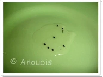 Brotaufstrich - Pitahaya-Prosecco- Konfitüre - Rezept - Bild Nr. 5