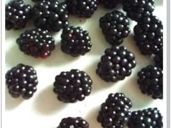 Getränk: Brombeeren-Erdbeeren - Fruchtshake - Rezept - Bild Nr. 4