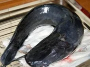 Wels Schnitzel - Rezept