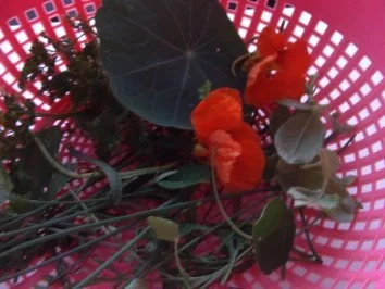 Champignonpizza - Rezept - Bild Nr. 5