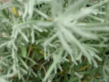 Rezept: Currykraut-Frikadellen zu Kohlrabi an Hollandaise mit Salzkartoffeln Bild Nr. 3 Currykraut-Frikadellen zu Kohlrabi an Hollandaise mit Salzkartoffeln - Rezept - Bild Nr. 3