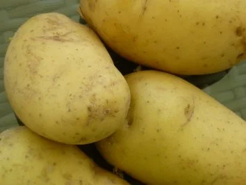 Rezept: Currykraut-Frikadellen zu Kohlrabi an Hollandaise mit Salzkartoffeln Bild Nr. 5 Currykraut-Frikadellen zu Kohlrabi an Hollandaise mit Salzkartoffeln - Rezept - Bild Nr. 5