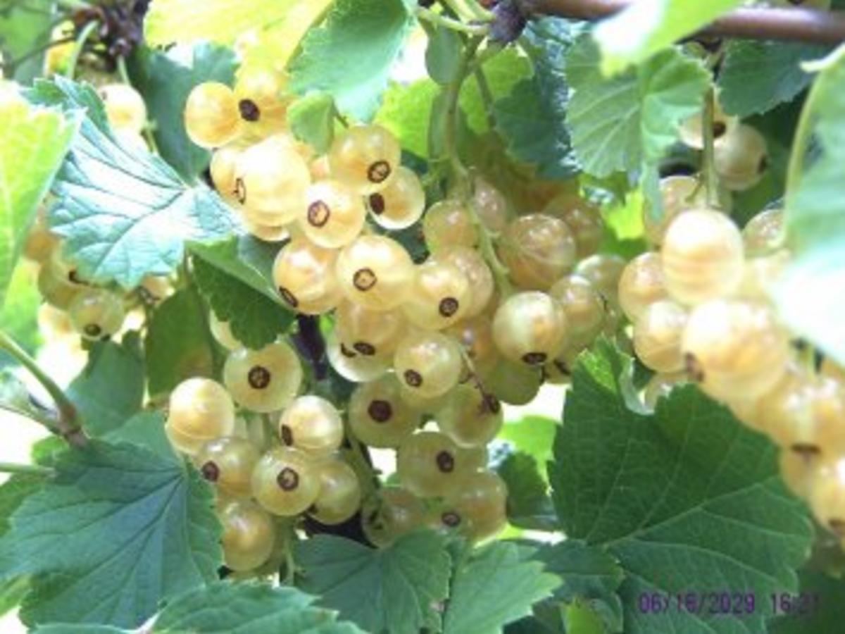 Likör aus weißen Johannisbeeren - einfach - 226 kcal/100g