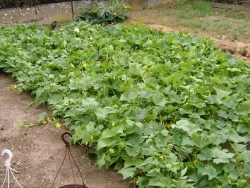 Rezept: Senfgurken Bild Nr. 2 Senfgurken - Rezept - Bild Nr. 2