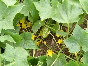 Rezept: Senfgurken Bild Nr. 3 Senfgurken - Rezept - Bild Nr. 3