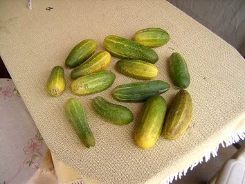 Rezept: Senfgurken Bild Nr. 4 Senfgurken - Rezept - Bild Nr. 4