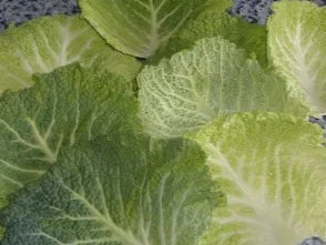 Rezept: Wirsingrouladen mit Rosebuttersauce und Buttermilch-Kartoffel-Püree Bild Nr. 2 Wirsingrouladen mit Rosebuttersauce und Buttermilch-Kartoffel-Püree - Rezept - Bild Nr. 2