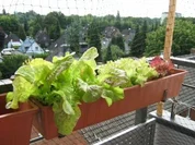 Salat vom Balkon - Rezept