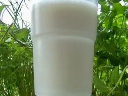 Rezept: Getränk: Zitronen-Shake mit Schwips Getränk: Zitronen-Shake mit Schwips - Rezept