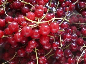 Johannisbeer-Pudding-Torte - Rezept - Bild Nr. 3