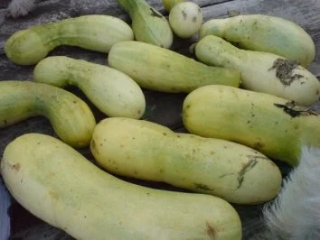 Senfgurken im Glas - Rezept - Bild Nr. 3