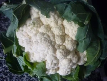 Kalbsbratwurst mit Blumenkohl an orangiger Hollandaise und Salzkartoffeln - Rezept - Bild Nr. 4