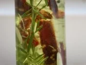 Tomaten-Öl - Rezept - Bild Nr. 6