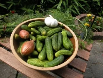 Rezept: Gurken im Steintopf Gurken im Steintopf - Rezept