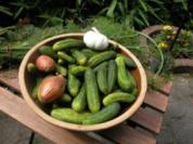 Gurken im Steintopf - Rezept