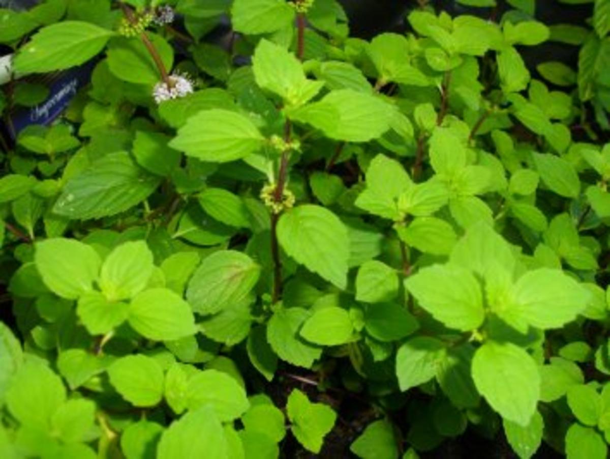 Rezept: Ingwer-Minz-Butter Bild Nr. 2 Ingwer-Minz-Butter - Rezept - Bild Nr. 2