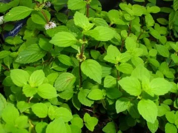 Ingwer-Minz-Butter - Rezept - Bild Nr. 2