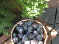 Blechkuchen mit Steusel - Rezept - Bild Nr. 2