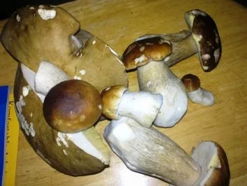 Rahmschwammerl - Rezept - Bild Nr. 3