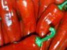 Gefüllte Peperoni aus Mexico - Rezept