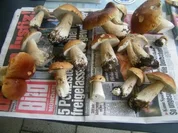 Rezept: Gesucht,Gefunden,Gegessen Gesucht,Gefunden,Gegessen - Rezept