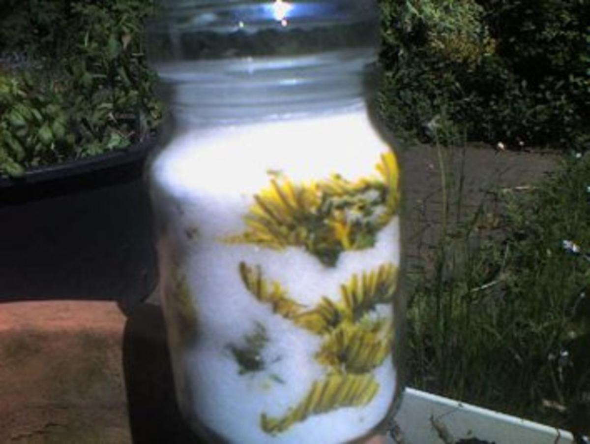Löwenzahnblüten-Honig ohne Wasser - Rezept